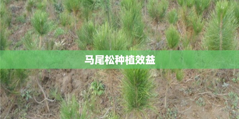 马尾松种植效益