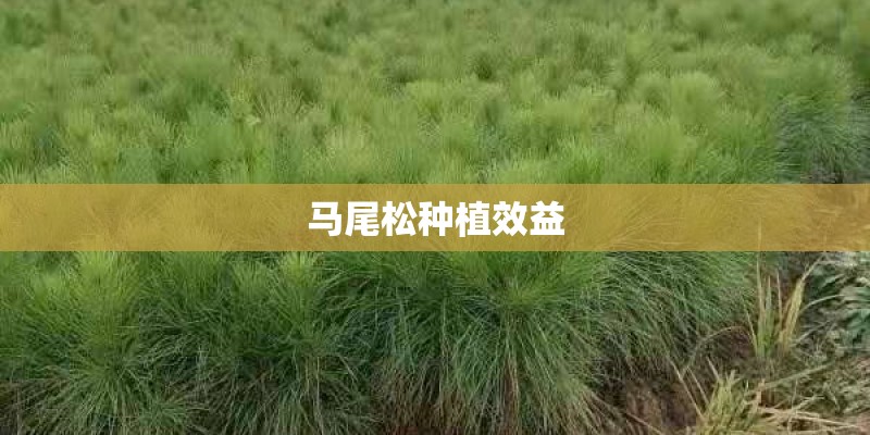 马尾松种植效益