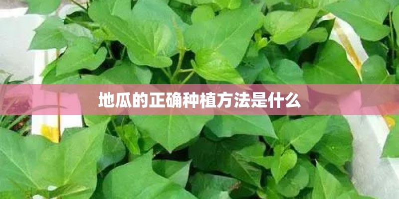 地瓜的正确种植方法是什么