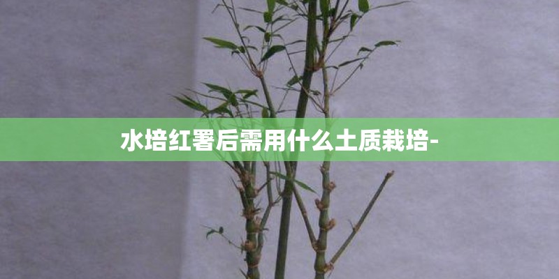 水培红署后需用什么土质栽培-