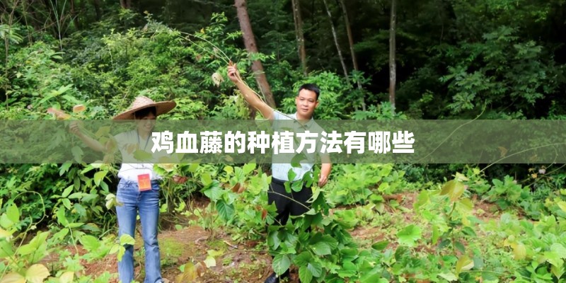 鸡血藤的种植方法有哪些
