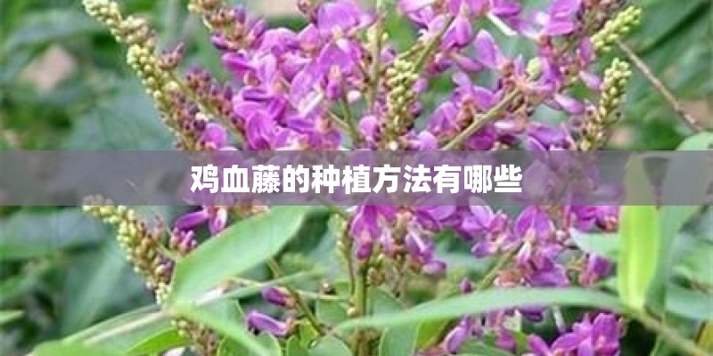 鸡血藤的种植方法有哪些