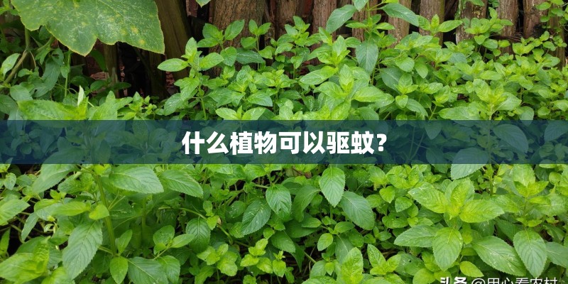 什么植物可以驱蚊？