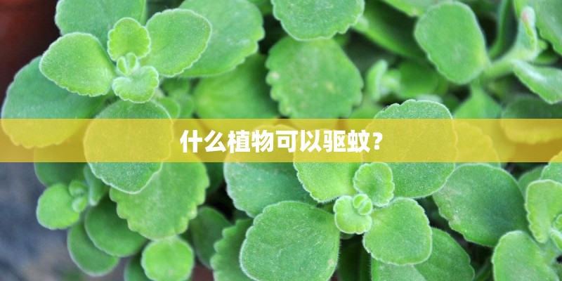 什么植物可以驱蚊？