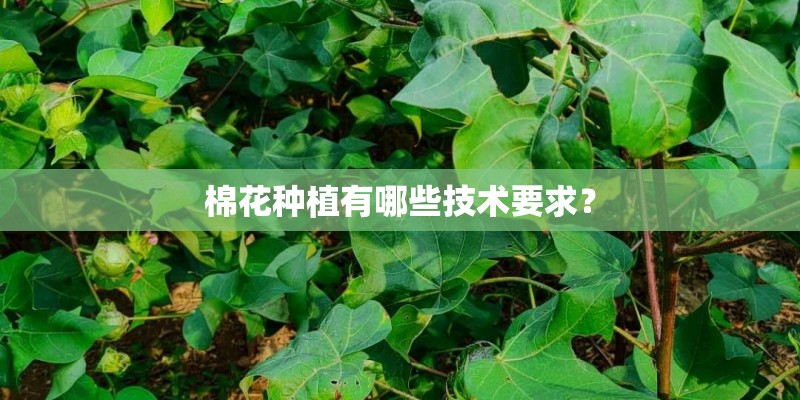 棉花种植有哪些技术要求？