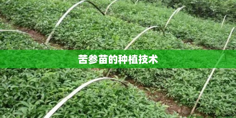 苦参苗的种植技术 苦参苗的种植技术