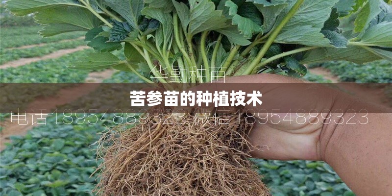 苦参苗的种植技术 苦参苗的种植技术