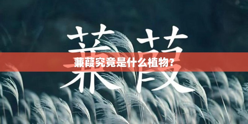 蒹葭究竟是什么植物？