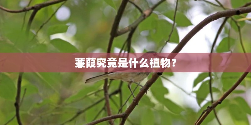 蒹葭究竟是什么植物？