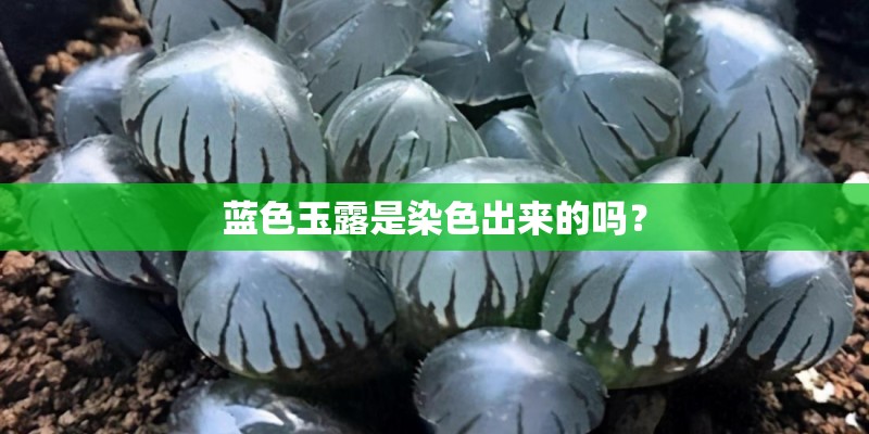 蓝色玉露是染色出来的吗？