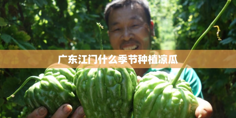广东江门什么季节种植凉瓜