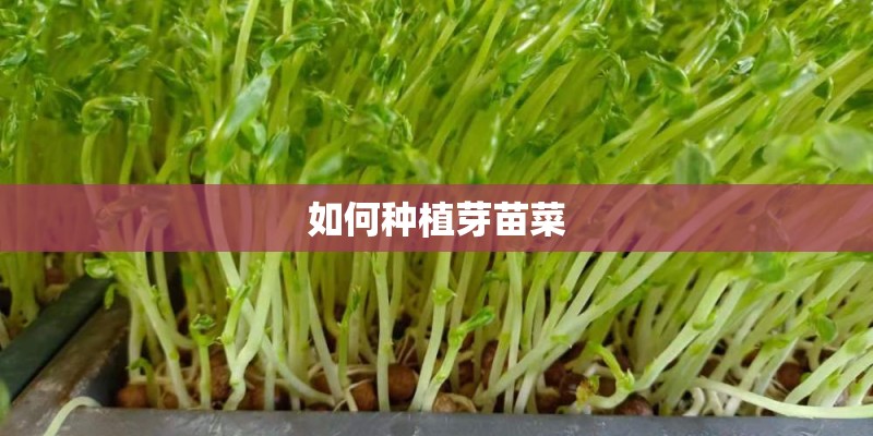 如何种植芽苗菜