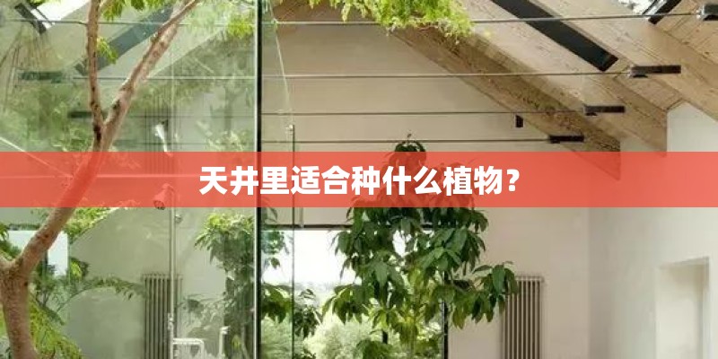 天井里适合种什么植物? 天井里适合种什么植物?