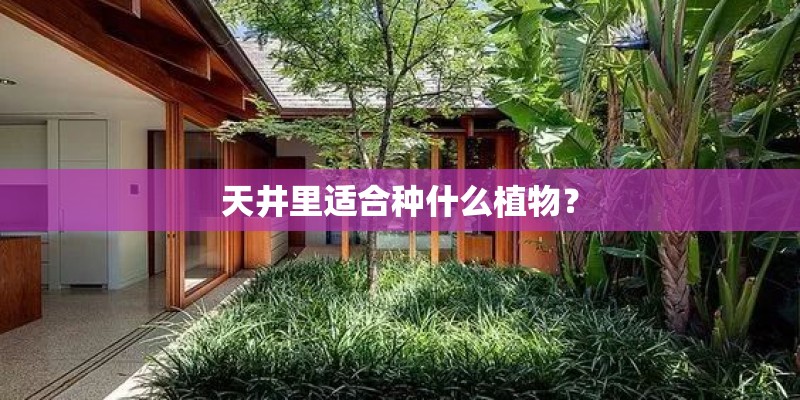 天井里适合种什么植物？