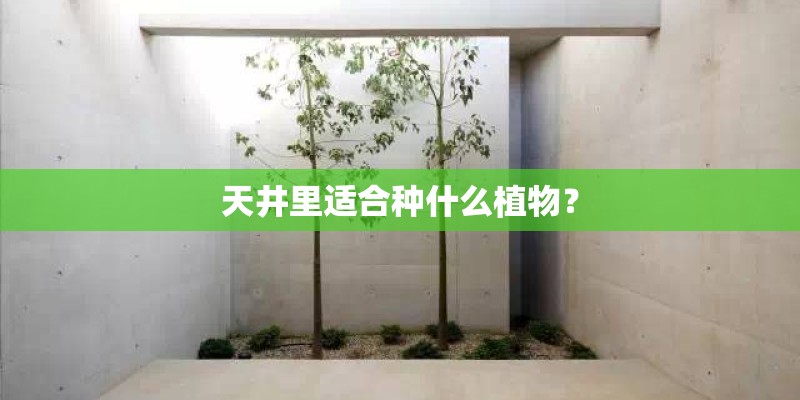 天井里适合种什么植物? 天井里适合种什么植物?