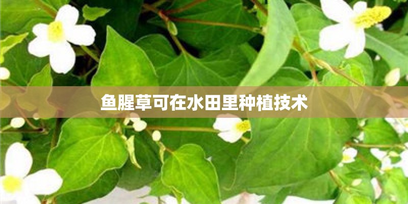 鱼腥草可在水田里种植技术