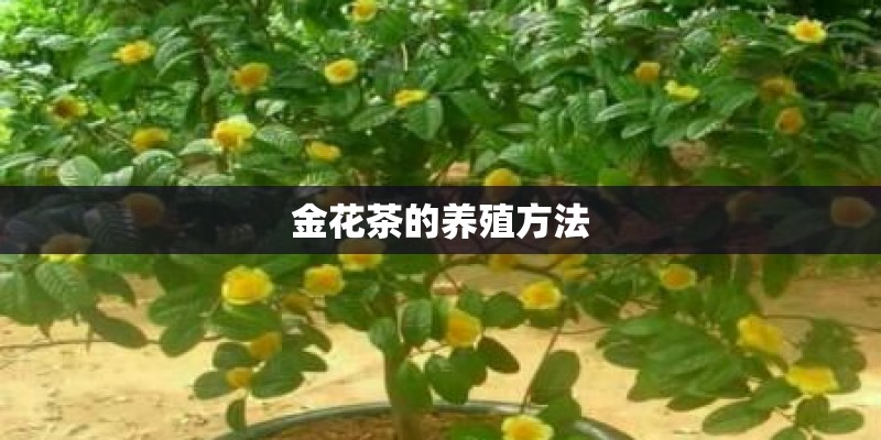 金花茶的养殖方法
