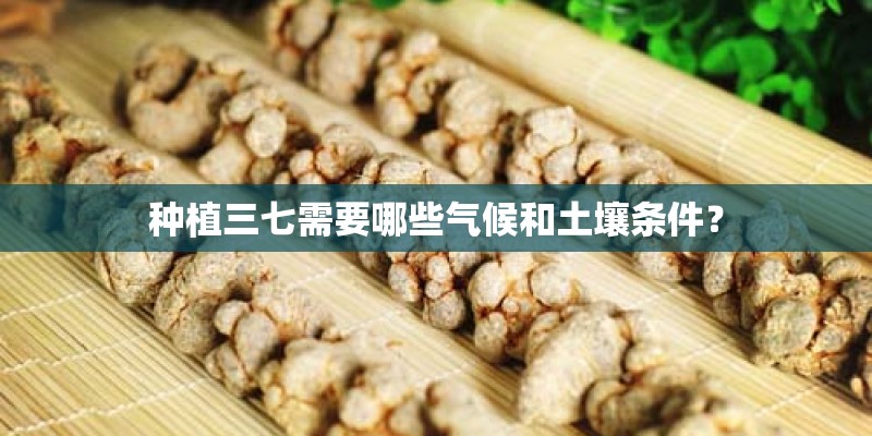 种植三七需要哪些气候和土壤条件? 种植三七需要哪些气候和土壤条件?