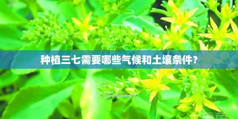 种植三七需要哪些气候和土壤条件? 种植三七需要哪些气候和土壤条件?