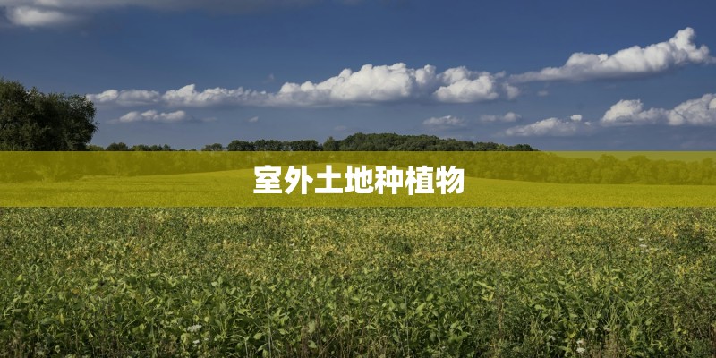 室外土地种植物