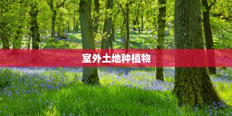 室外土地种植物