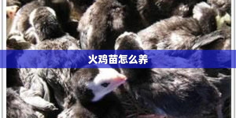 火鸡苗怎么养