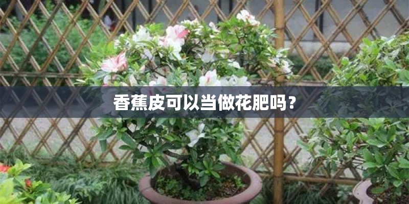 香蕉皮可以当做花肥吗？