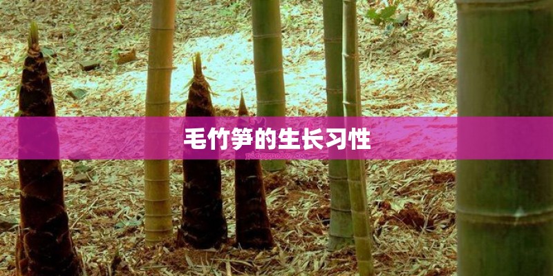 毛竹笋的生长习性