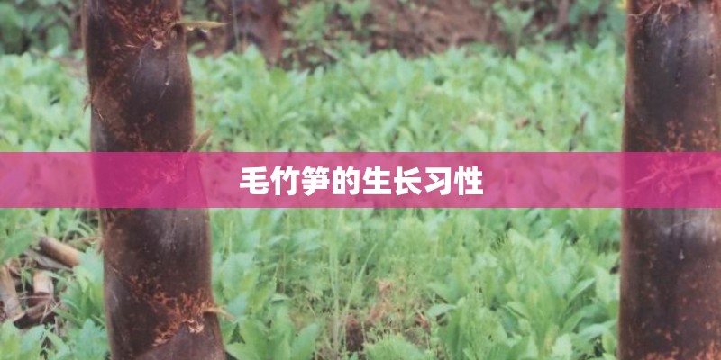 毛竹笋的生长习性