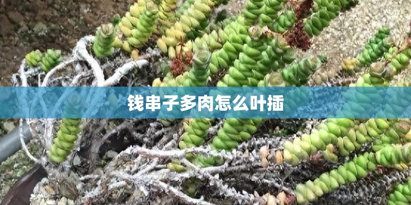 钱串子多肉怎么叶插 钱串子多肉怎么叶插