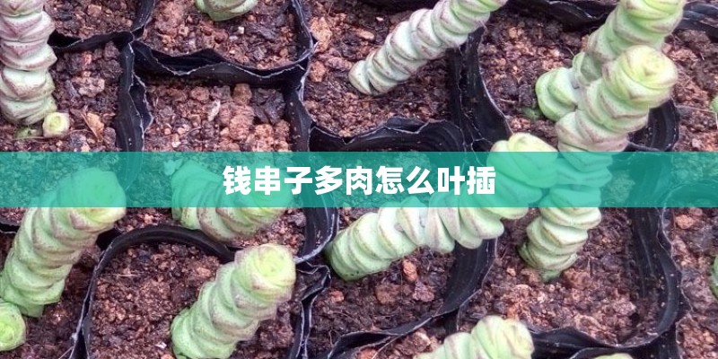 钱串子多肉怎么叶插 钱串子多肉怎么叶插