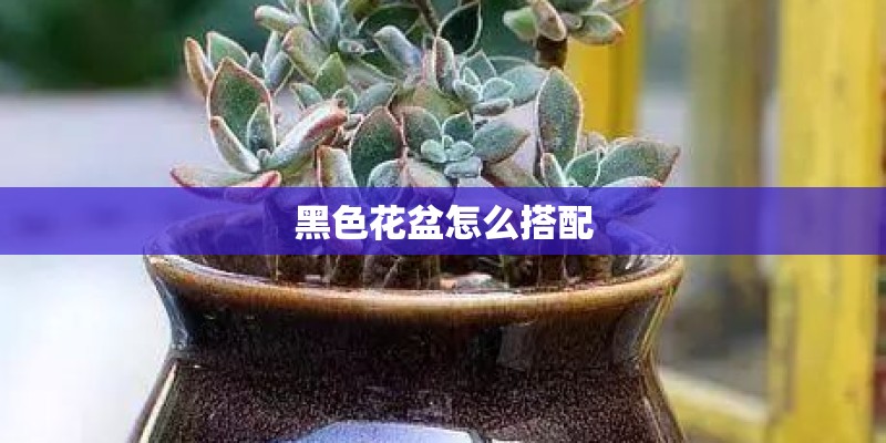 黑色花盆怎么搭配