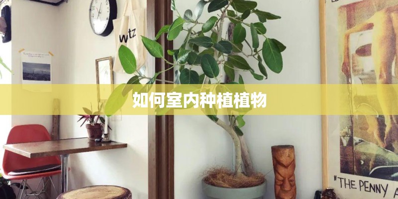 如何室内种植植物 如何室内种植植物