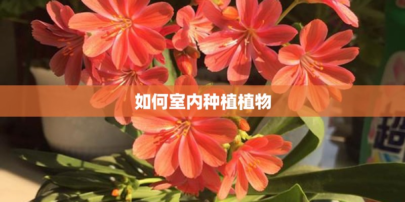 如何室内种植植物 如何室内种植植物