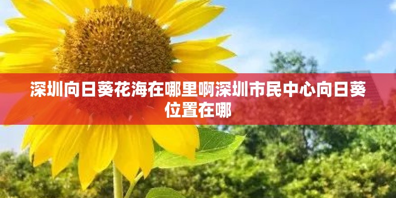 深圳向日葵花海在哪里啊深圳市民中心向日葵位置在哪