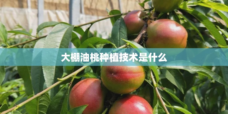 大棚油桃种植技术是什么