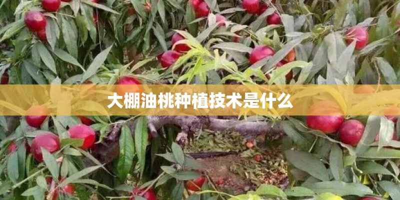 大棚油桃种植技术是什么