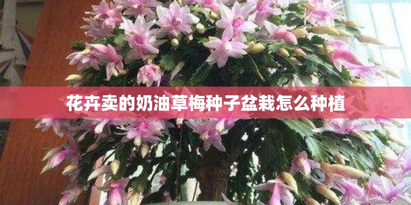 花卉卖的奶油草梅种子盆栽怎么种植