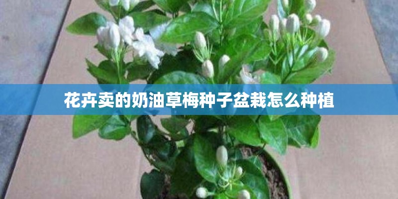 花卉卖的奶油草梅种子盆栽怎么种植