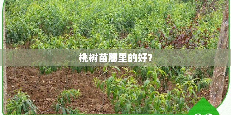 桃树苗那里的好？