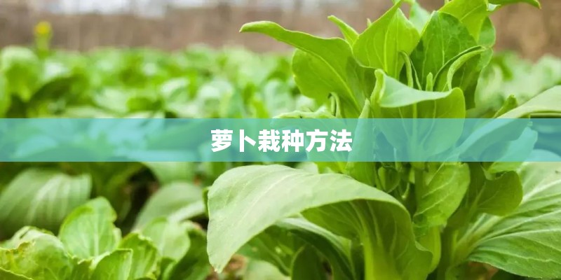 萝卜栽种方法