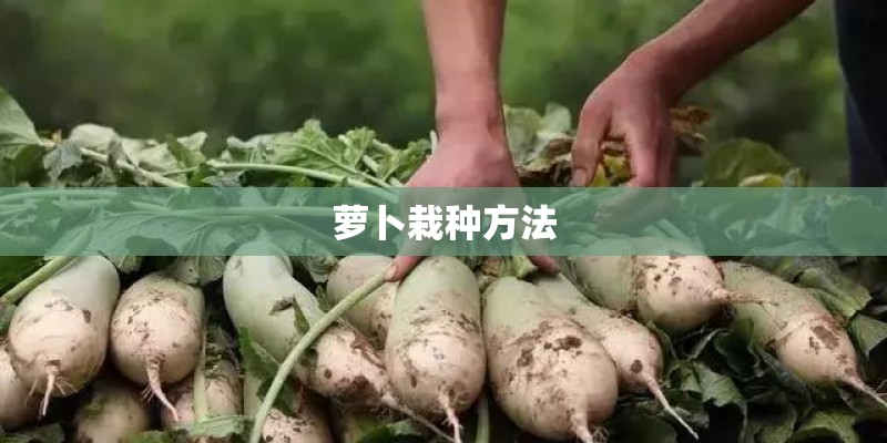 萝卜栽种方法