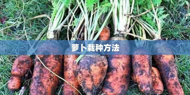萝卜栽种方法