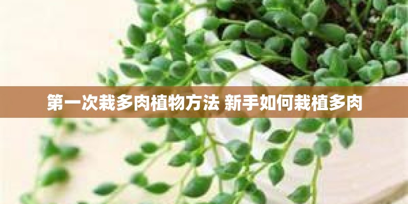 第一次栽多肉植物方法 新手如何栽植多肉