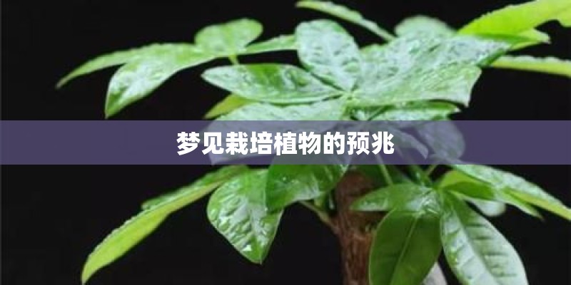 梦见栽培植物的预兆