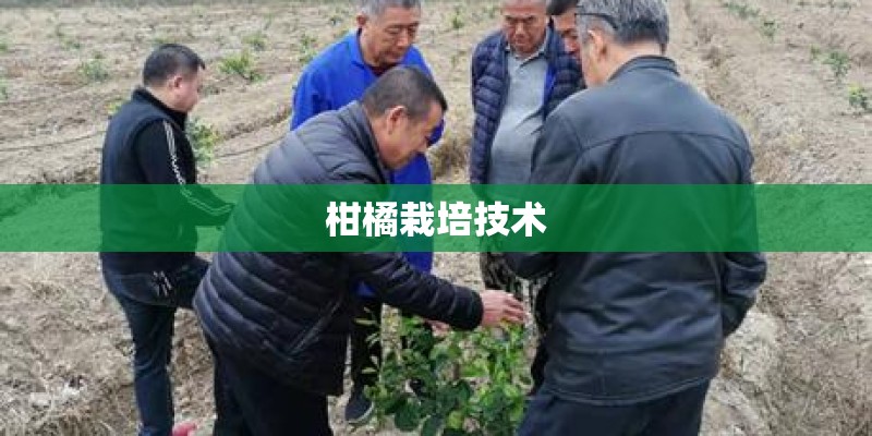 柑橘栽培技术