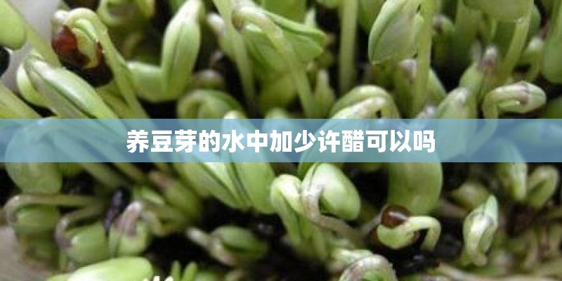 养豆芽的水中加少许醋可以吗