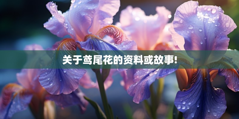 关于鸢尾花的资料或故事!
