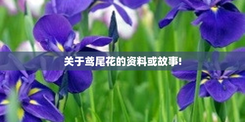关于鸢尾花的资料或故事!