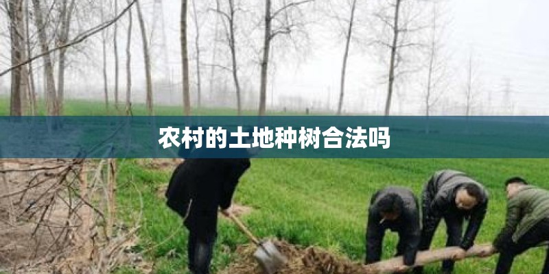 农村的土地种树合法吗